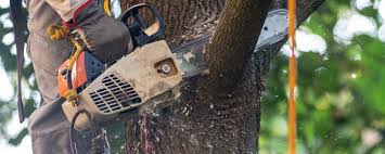 Best Tree Health Inspection  in Lyons, GA